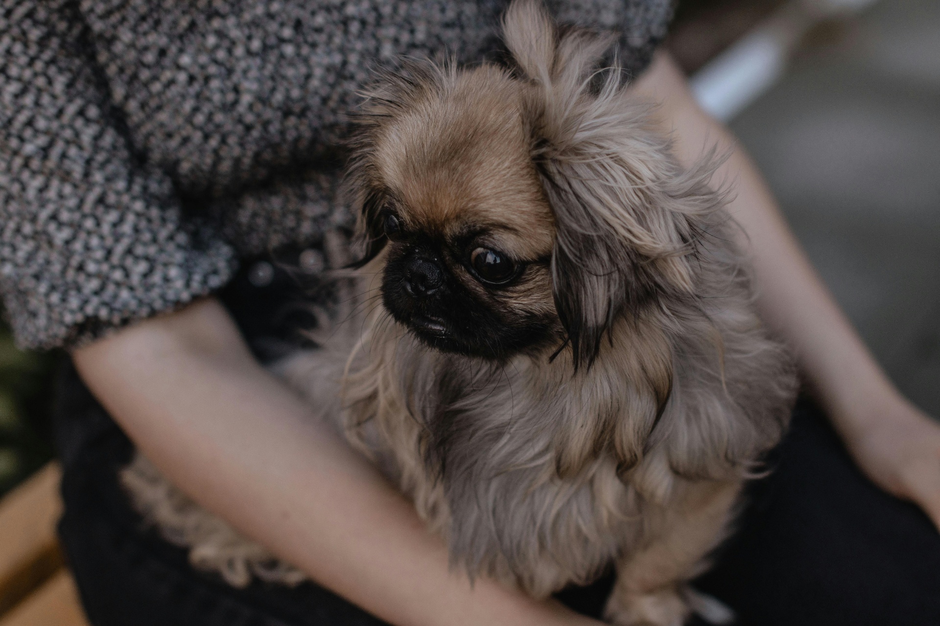 Owner gently holding a small breed dog